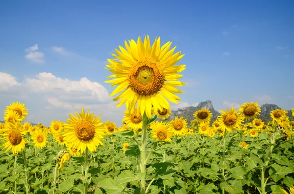 Zonnebloem veld — Stockfoto