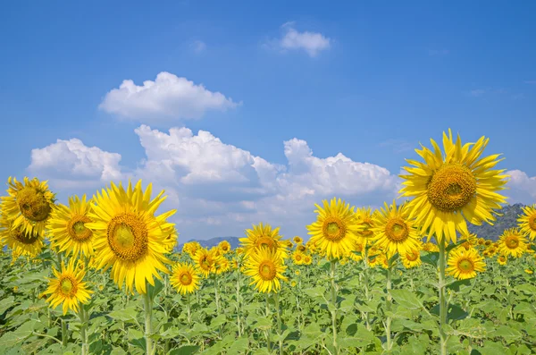 Ayçiçeği alan — Stok fotoğraf