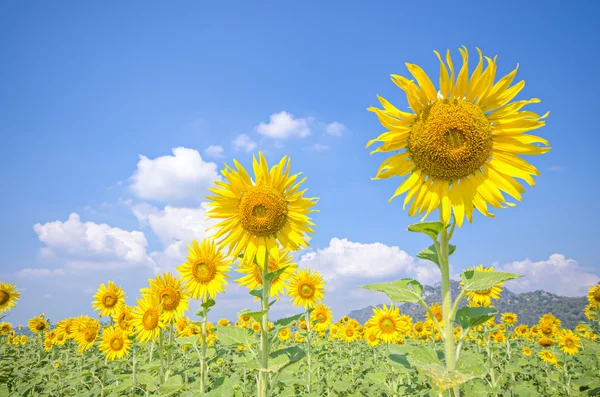 Campo de girasol —  Fotos de Stock