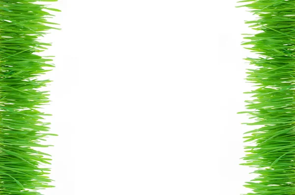 Grüne Pflanze isoliert auf weiß — Stockfoto