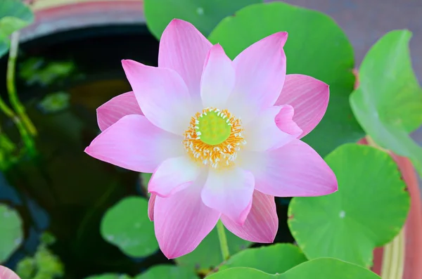 Рожевий Лотос квітка — стокове фото