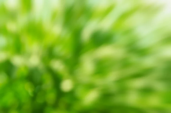 Naturalny zielony bokeh jako tło — Zdjęcie stockowe
