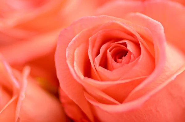 Όμορφο απαλό πορτοκαλί τριαντάφυλλο — Φωτογραφία Αρχείου
