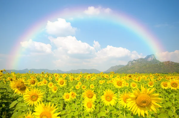 Campo de girasol Imágenes de stock libres de derechos