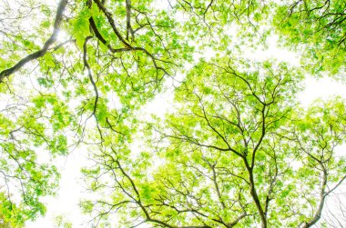 Beyaz arkaplanda güzel yeşil yapraklar