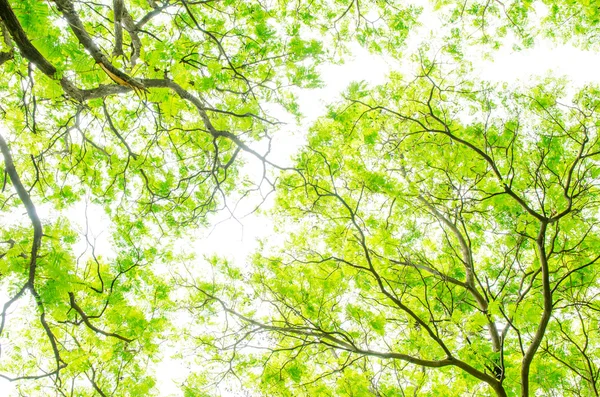 Schöne grüne Blätter auf weißem Hintergrund — Stockfoto