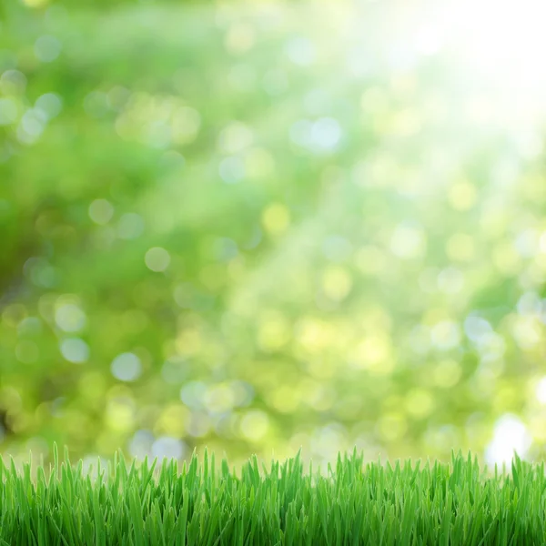 natural green bokeh as background