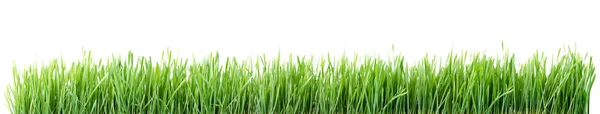 Erba verde isolata su bianco — Foto Stock