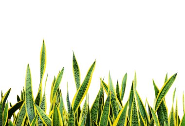 Beyaz arkaplanda güzel yeşil yapraklar