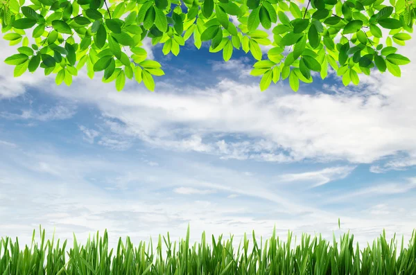 Green grass and green leaves with blue sky background — Stock Photo, Image