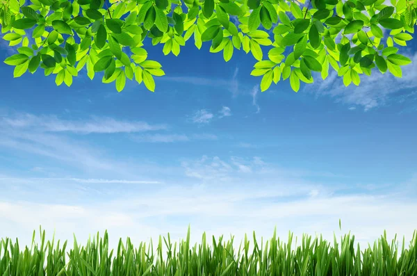 Grünes Gras und grüne Blätter mit blauem Himmel Hintergrund — Stockfoto