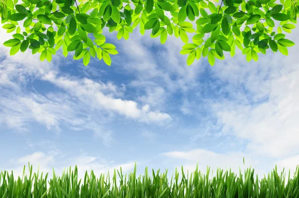 Зеленая трава и зеленые листья на фоне голубого неба — стоковое фото