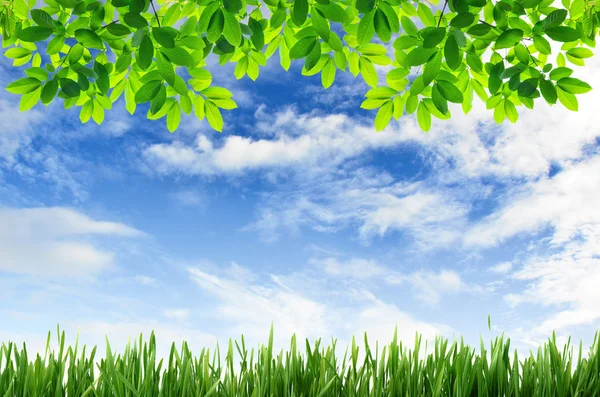 Hierba verde y hojas verdes con fondo azul del cielo — Foto de Stock