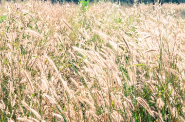 Çayır çim sahası