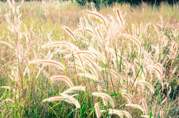 Prairie gräs fält — Stockfoto