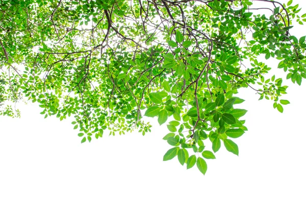Belas folhas verdes no fundo branco — Fotografia de Stock