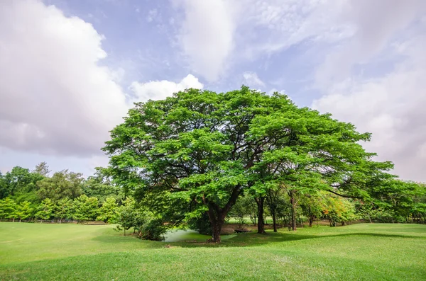 Grote boom op groen grasveld — Stockfoto