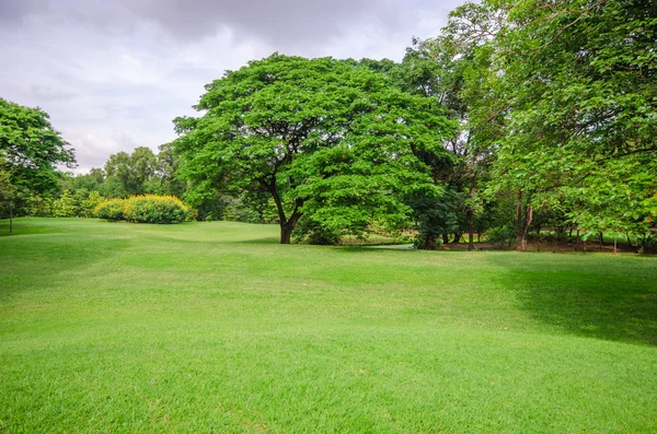 Велике дерево на зеленому трав'яному полі — стокове фото
