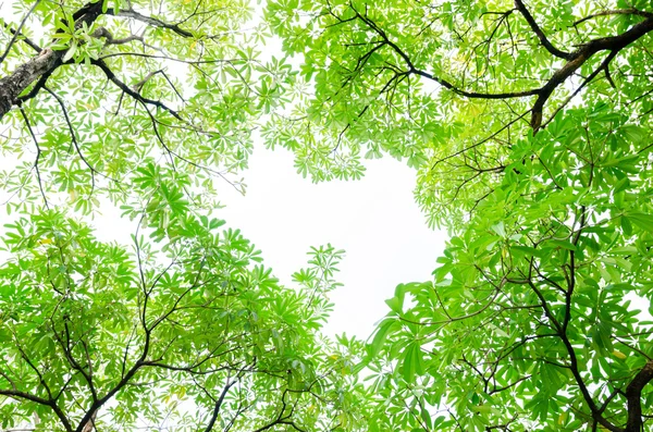 Krásné zelené listy na bílém pozadí — Stock fotografie
