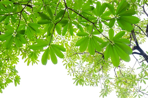 Belles feuilles vertes sur fond blanc — Photo