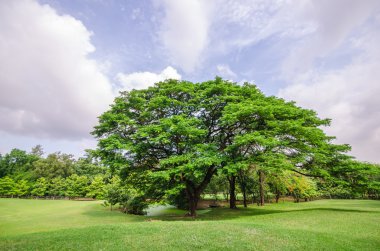 büyük ağaç yeşil çim sahada