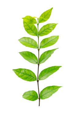 Beyaz arkaplanda yeşil yaprak izole edildi