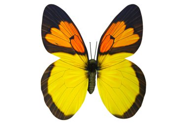 Beyaz arka plan üzerinde izole yapay kelebek