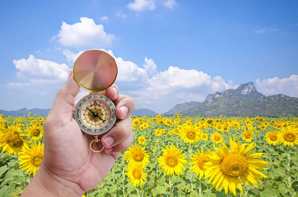 Man hand en kompas met achtergrond zonnebloem van een veld — Stockfoto