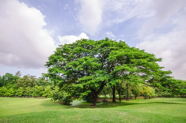 Grand arbre sur champ d'herbe verte — Photo