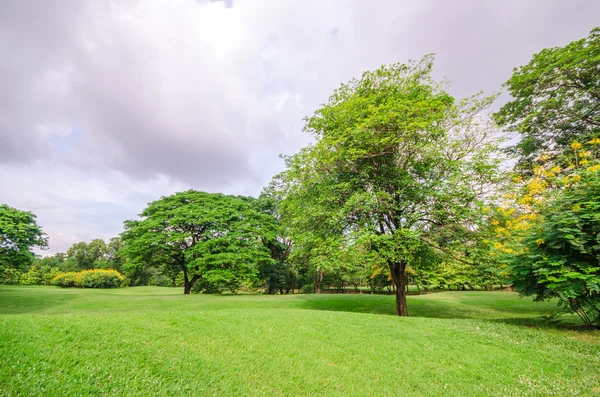 Grande árvore no campo de grama verde — Fotografia de Stock