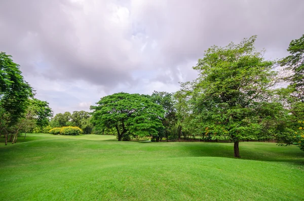 Copac mare pe câmp de iarbă verde — Fotografie, imagine de stoc