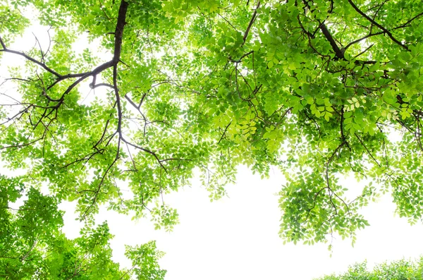 Hermosas hojas verdes sobre fondo blanco — Foto de Stock