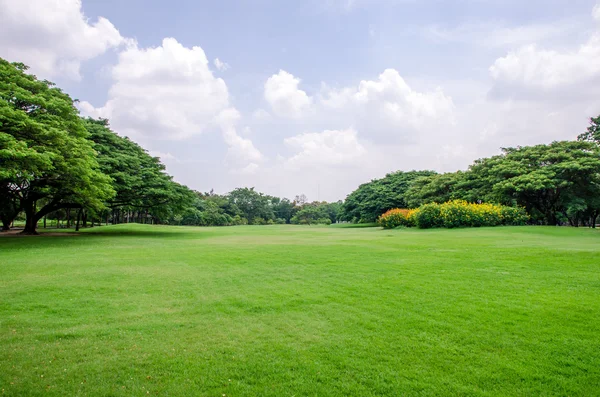 Campo de grama verde com fundo de árvore — Fotografia de Stock