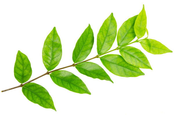 Зеленый лист изолирован на белом фоне