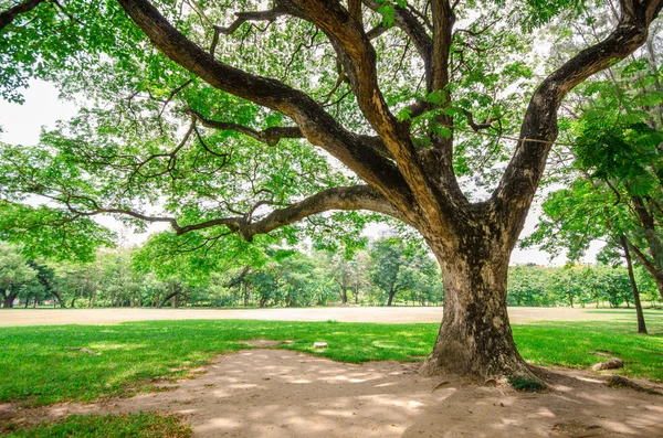 Big tree on green grass field — Stock Image Big tree on green grass field Stock Image
