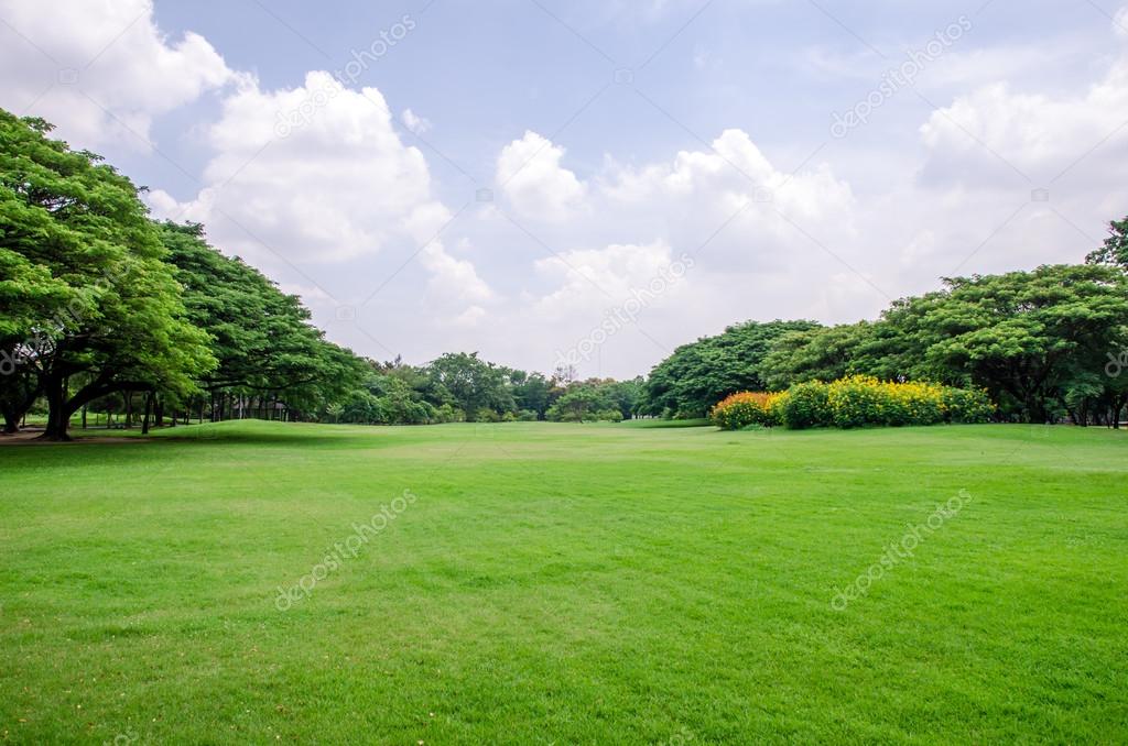 green grass field with tree background
