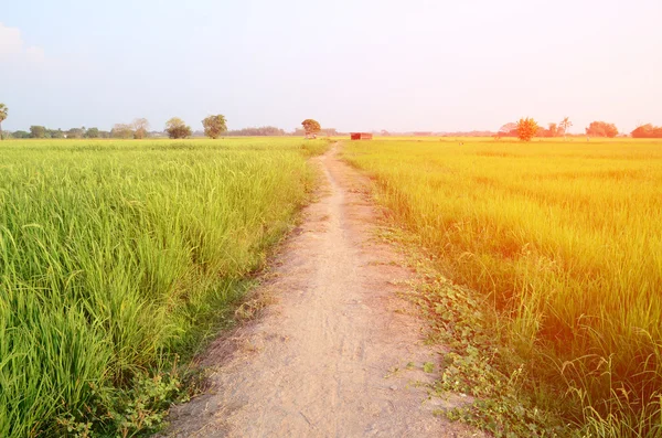 Půdy chodník v poli rýže — Stock fotografie