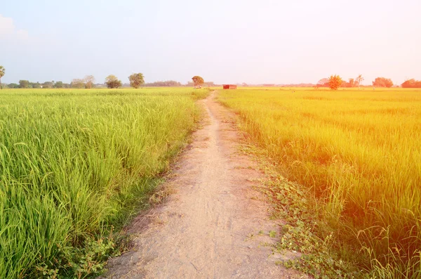 Pasarela del suelo en el campo de arroz — Foto de Stock