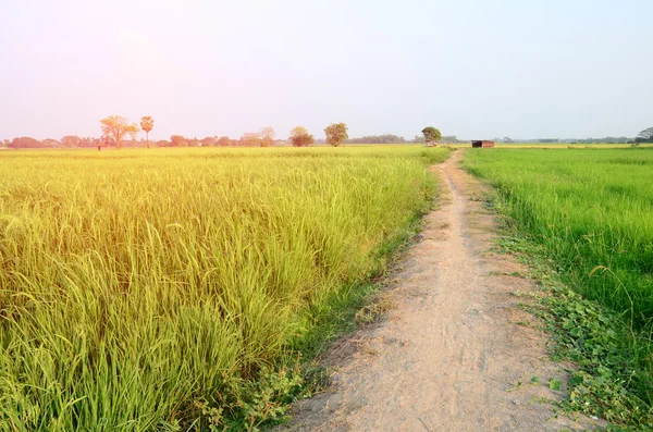 Estrada no campo de arroz — Fotografia de Stock
