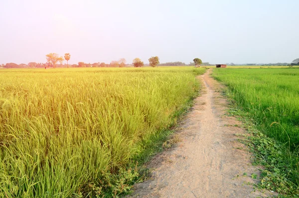 Strada nel campo di riso — Foto Stock