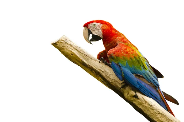 Krásný macaw pták — Stock fotografie