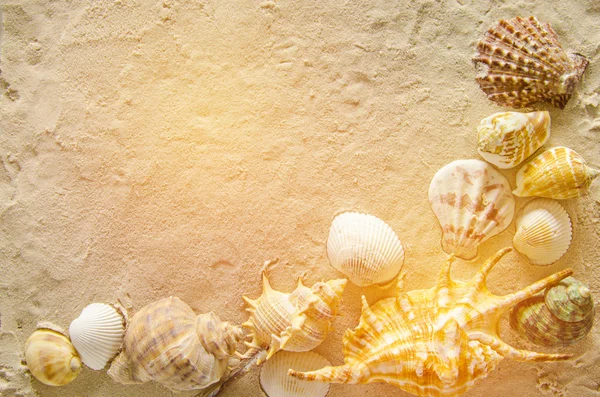 Conchiglie di mare sulla sabbia come sfondo — Foto Stock