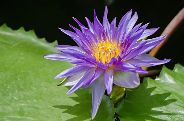 Lotus flower — Stock Photo, Image