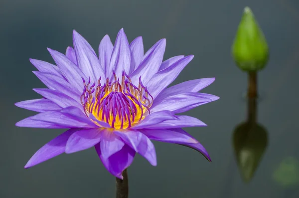 Lotus çiçeği. — Stok fotoğraf