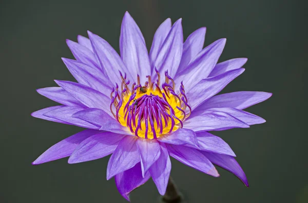 Lotus flower — Stock Photo, Image