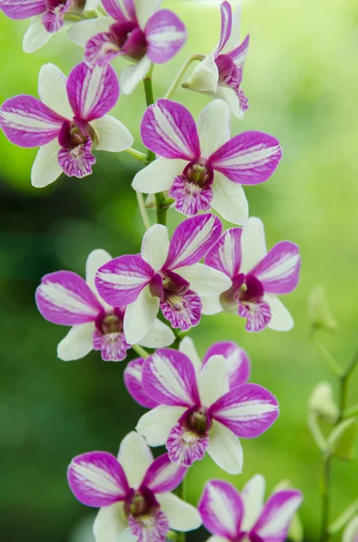 Orchideebloem — Stockfoto