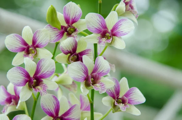 Orchidej květina — Stock fotografie