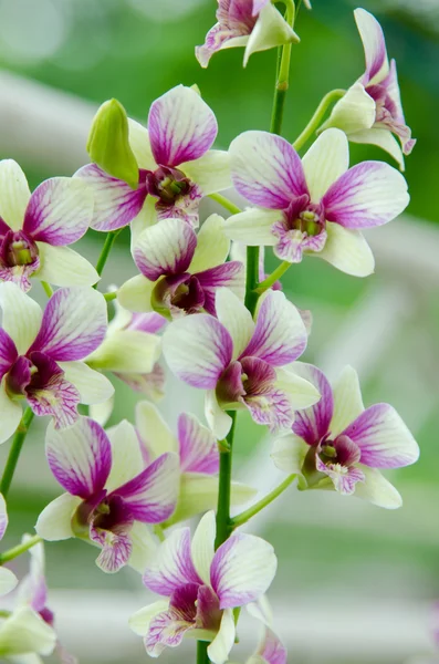 Orchidej květina — Stock fotografie