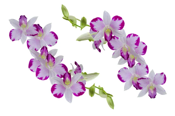 Orchidej květina — Stock fotografie