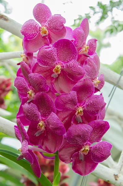 Flor de orquídea — Fotografia de Stock